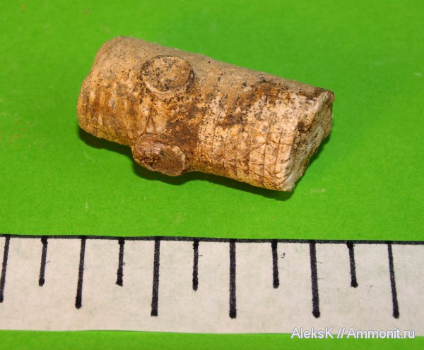 морские лилии, карбон, Калужская область