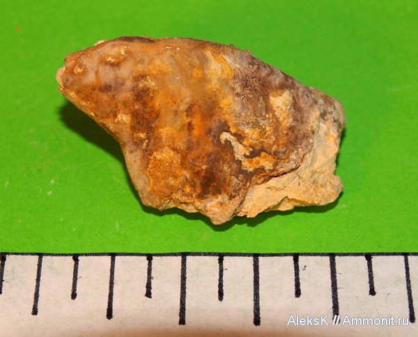 гастроподы, карбон, Platyceras, Калужская область