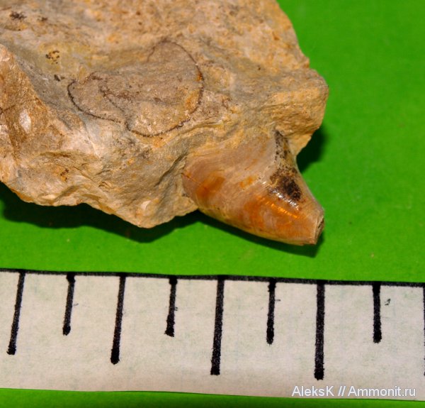 гастроподы, карбон, Калужская область, Orthonychia