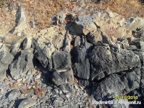 окаменевшее дерево, Xenoxylon hopeiense