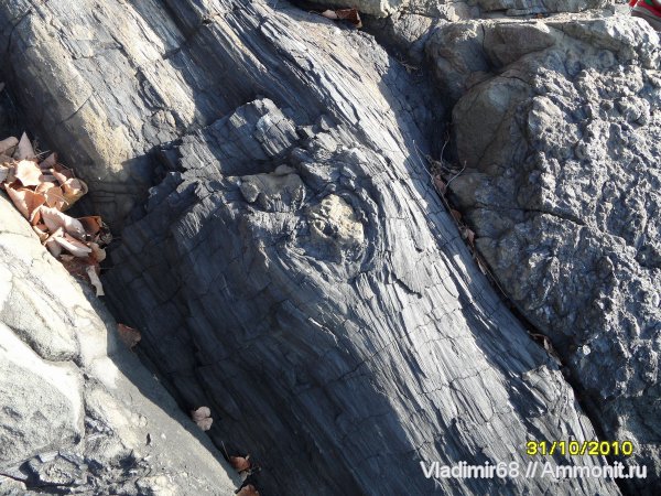 окаменевшее дерево, нижний мел, Южное Приморье, ископаемая древесина, Xenoxylon hopeiense, Lower Cretaceous