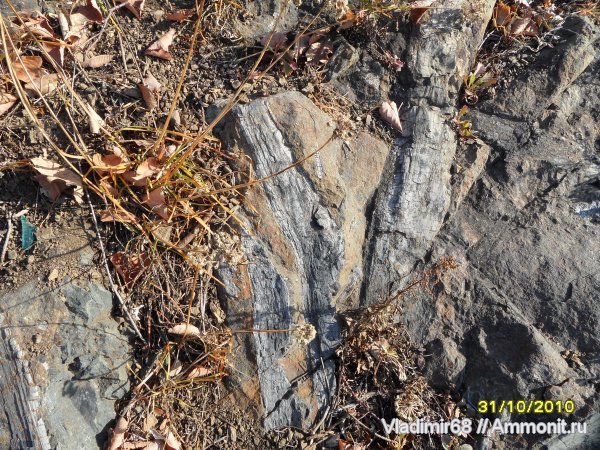 окаменевшее дерево