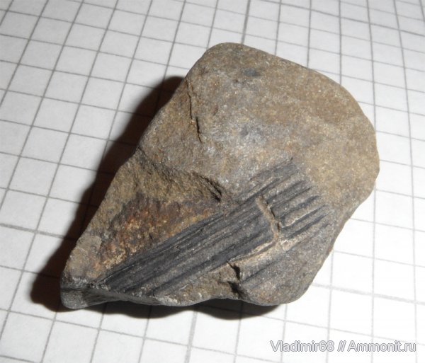 растения, споровые, хвощевидные, высшие растения, Neocalamites