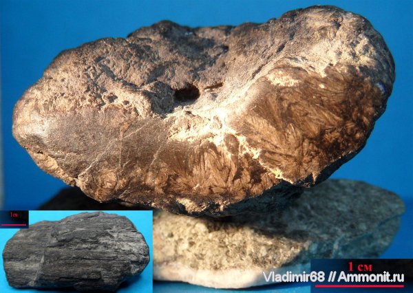 окаменевшее дерево