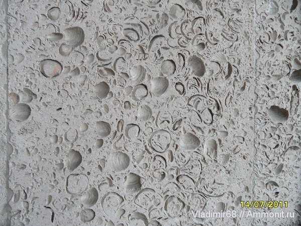 двустворки, Приморский край