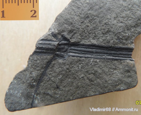 растения, споровые, хвощевидные, высшие растения, Neocalamites