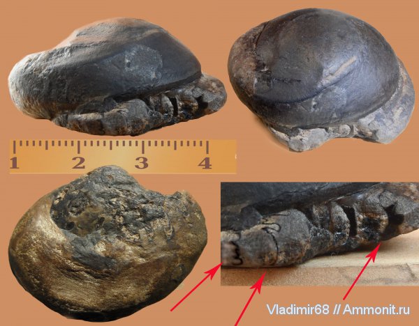 аммониты, гетероморфные аммониты, головоногие моллюски, Ammonites, Приморский край, heteromorph ammonites