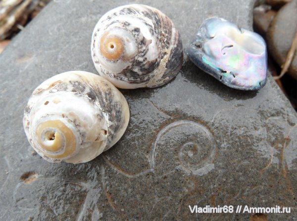 гастроподы, триас, Triassic