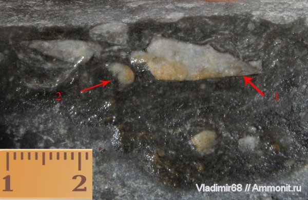 гастроподы, триас, Triassic