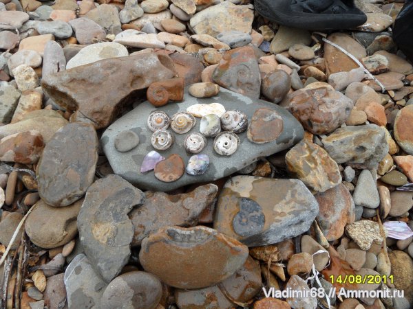 аммониты, головоногие моллюски, Ammonites