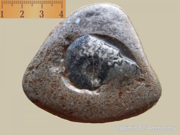 аммониты, триас, головоногие моллюски, мезозойская эра, Ammonites, Triassic