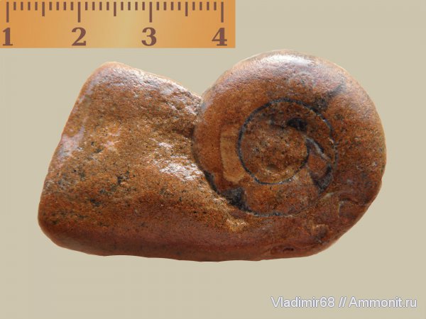аммониты, триас, головоногие моллюски, мезозойская эра, Ammonites, Triassic