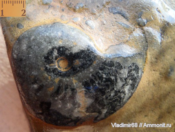 аммониты, триас, головоногие моллюски, мезозойская эра, Ammonites, Triassic