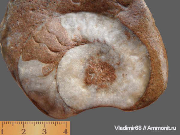 аммониты, триас, головоногие моллюски, мезозойская эра, Ammonites, Приморский край, Triassic