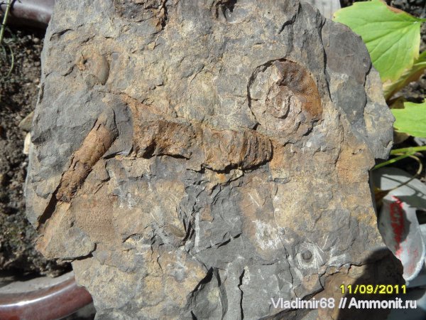 аммониты, головоногие моллюски, Ammonites