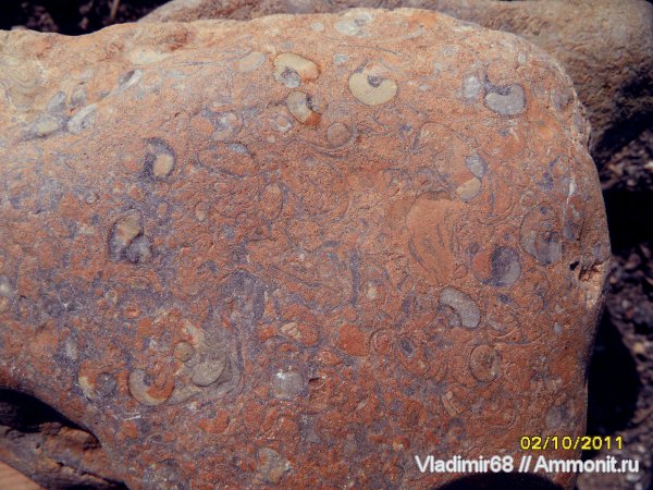 гастроподы, триас, мезозойская эра, морское дно, Triassic