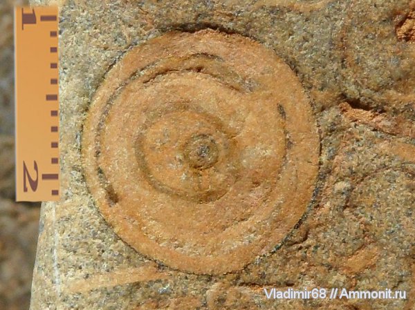 гастроподы, моллюски, брюхоногие моллюски