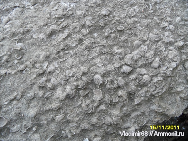 триас, мезозойская эра, ракушечник, Triassic