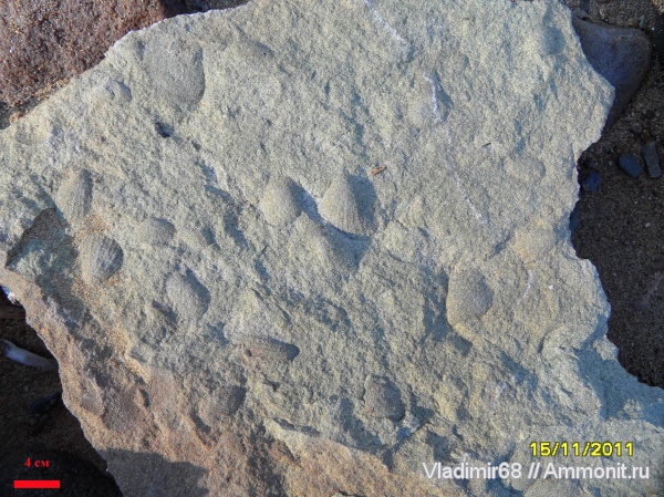 триас, двустворчатые моллюски, мезозойская эра, Monotis, Triassic