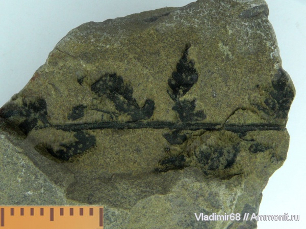 мел, растения, папоротники, споровые, Cretaceous