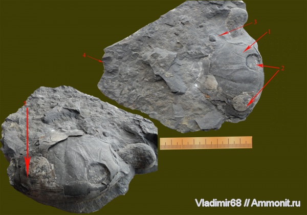 аммониты, моллюски, головоногие моллюски, беспозвоночные, прижизненные повреждения, Ammonites