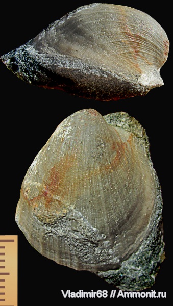 моллюски, триас, двустворчатые моллюски, беспозвоночные, Aviculopecten, Triassic