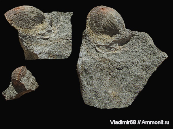 моллюски, триас, двустворчатые моллюски, беспозвоночные, Triassic