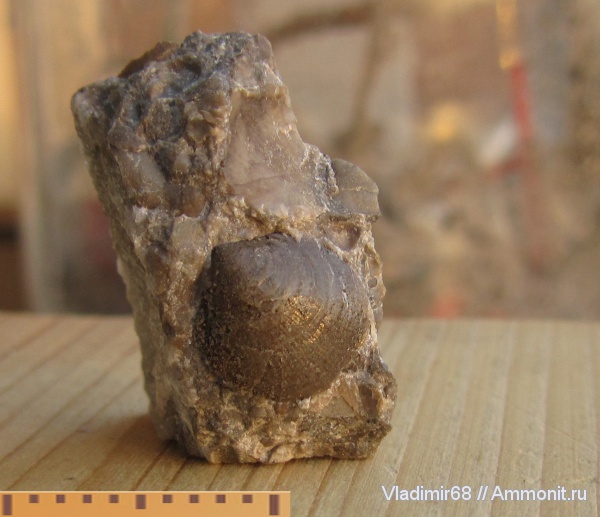 моллюски, триас, двустворчатые моллюски, беспозвоночные, Triassic