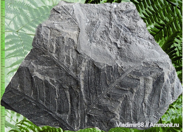 мел, растения, папоротники, мезозойская эра, Приморский край, Cretaceous