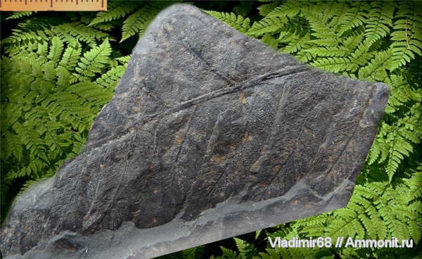 мел, растения, папоротники, мезозойская эра, Приморский край, Cretaceous