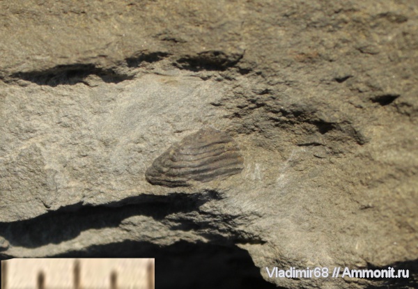 аммониты, триас, аптихи, Ammonites, Приморский край, анаптихи, Aptychi, Triassic