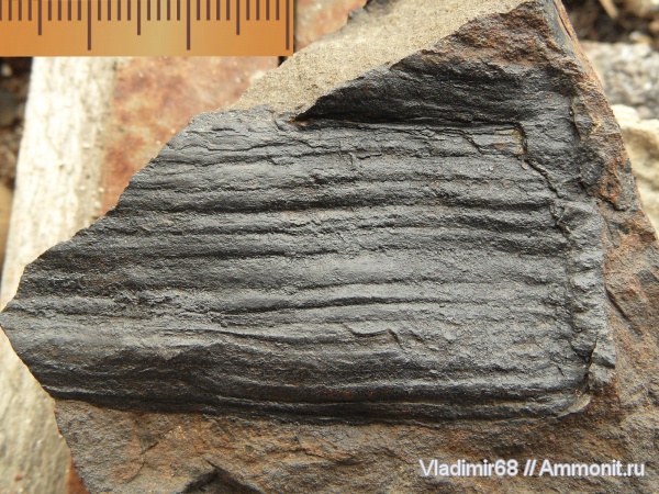 растения, споровые, высшие растения, Neocalamites