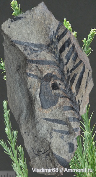 мел, растения, мезозойская эра, хвойные, Приморский край, Elatides asiatica, Cretaceous