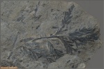 Стерильный лист (вайя) Coniopteris burejensis.