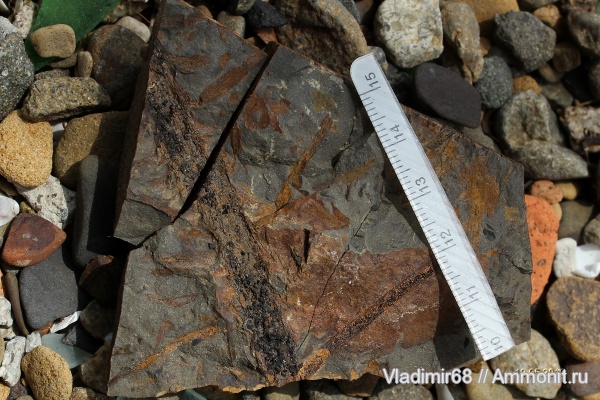 мел, растения, мезозойская эра, хвойные, Приморский край, Elatides, Elatides asiatica, Cretaceous