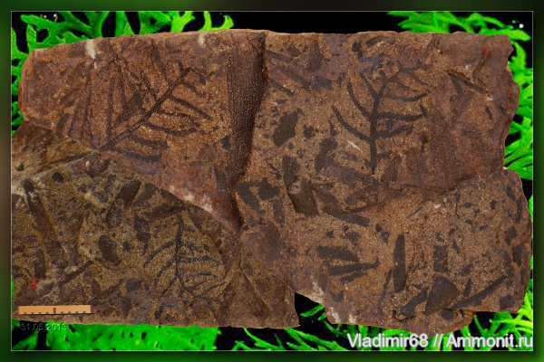 мел, растения, мезозойская эра, птеридоспермы, высшие растения, Teilchardia tenella, Cretaceous