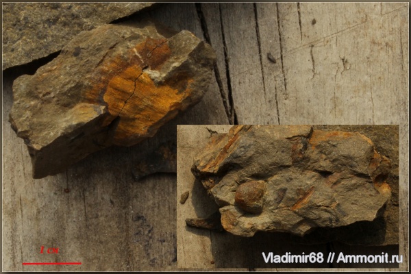 мел, растения, мезозойская эра, хвойные, Приморский край, Cretaceous