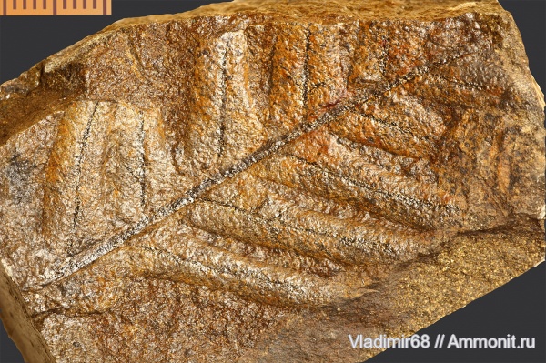 мел, растения, папоротники, мезозойская эра, Cladophlebis, Приморский край, Cretaceous