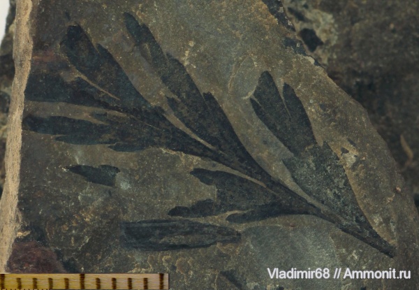 мел, растения, мезозойская эра, высшие растения, Приморский край, Cretaceous