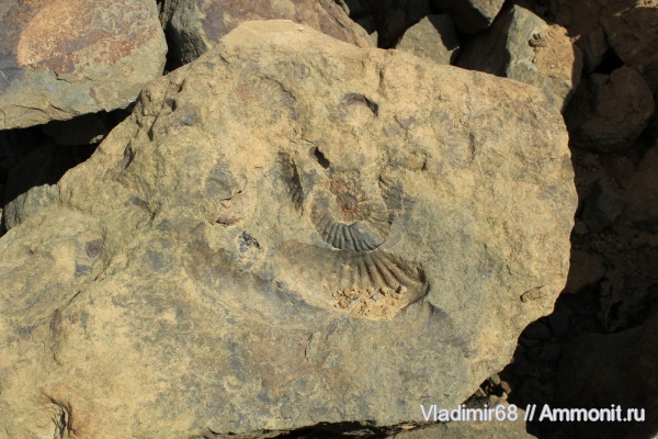 аммониты, триас, Ammonites, Ceratitida, Ceratites, цератиты, Triassic