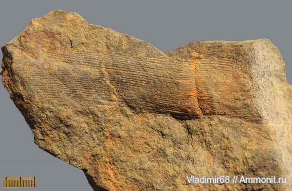 триас, растения, каламиты, Calamites, Triassic