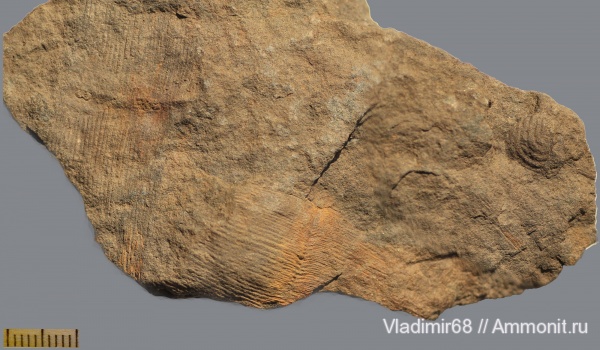 триас, растения, каламиты, Calamites, Triassic