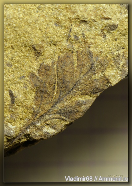 мел, папоротники, Sphenopteris, Cretaceous