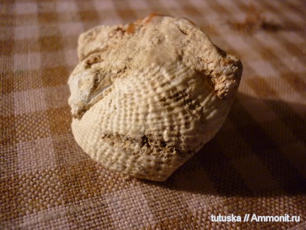 Admoskovia, Владимирская область, Productida