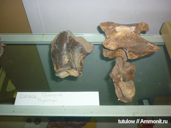 тероподы, позвонки, Зоологический музей Санкт-Петербурга
