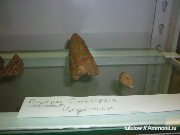 цератопсы, рога, Зоологический музей Санкт-Петербурга