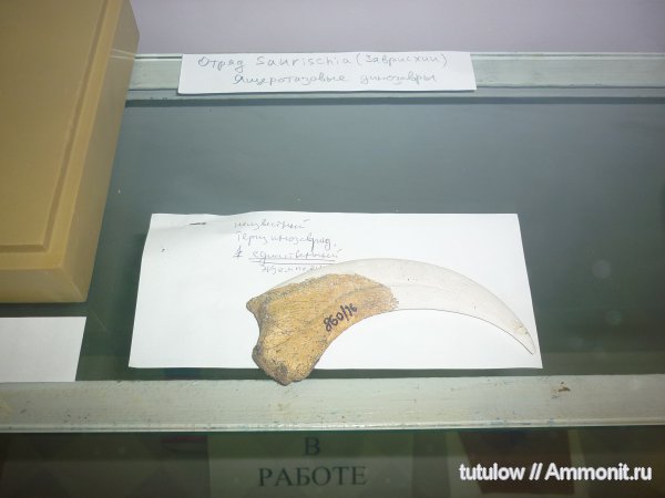 теризинозавры, Зоологический музей Санкт-Петербурга