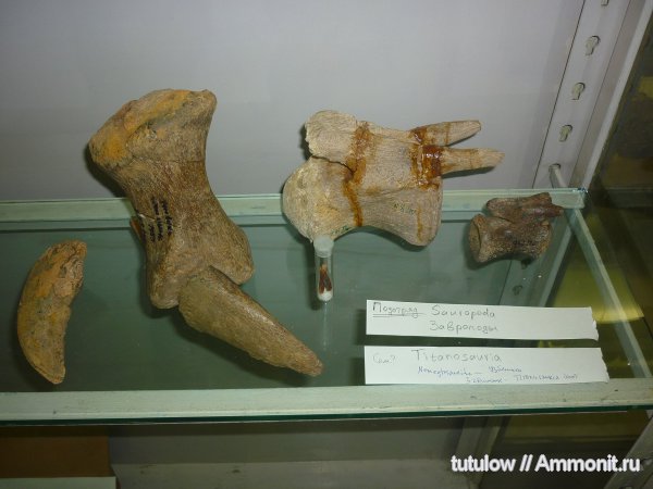 Зоологический музей Санкт-Петербурга