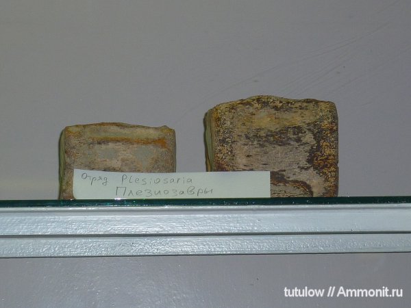 плезиозавры, позвонки, Зоологический музей Санкт-Петербурга