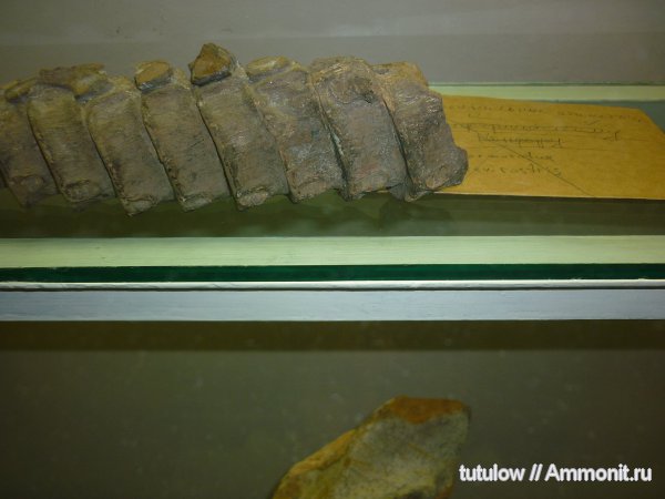 позвонки, Зоологический музей Санкт-Петербурга